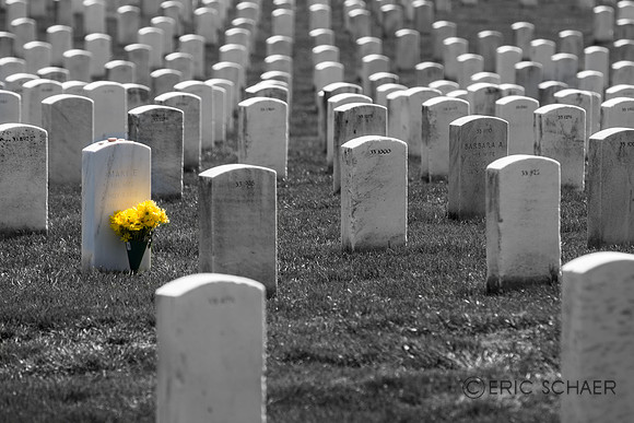 Yellow Flowers-Arlington VA