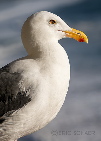 California- Pismo Beach 3