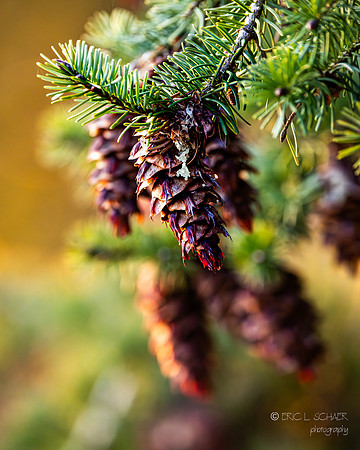 Fir Tree cones