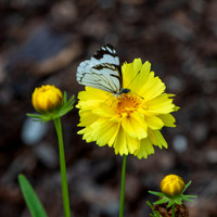 Washington- Mt. Rainier Butterfly