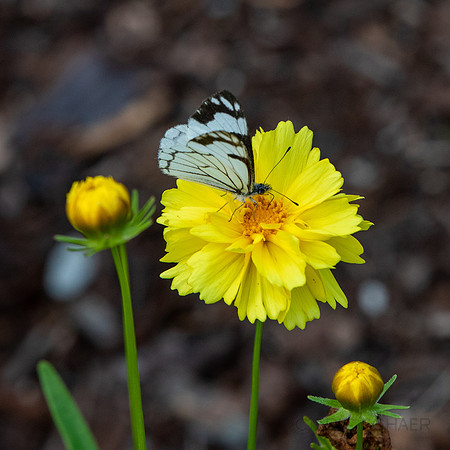 Washington- Mt. Rainier Butterfly