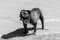 2021, Bently, Black and White, California, Central Coast, Dog, Paso Robles, Whalebone Vineyard