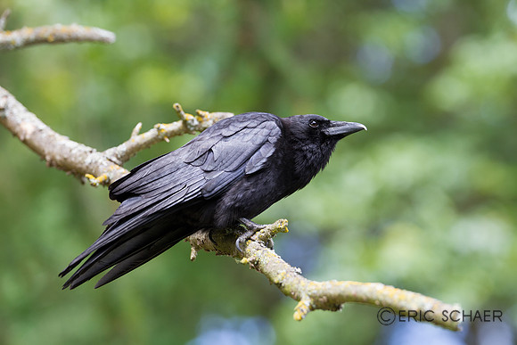 Crow-Pt Defiance Zoo WA