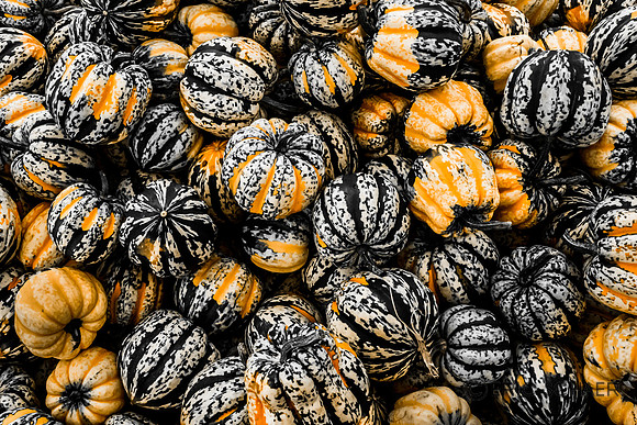 Small Pumpkins- Auburn WA