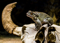 Toad
