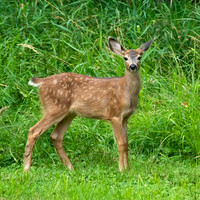 Washington- Mt Rainier Deer