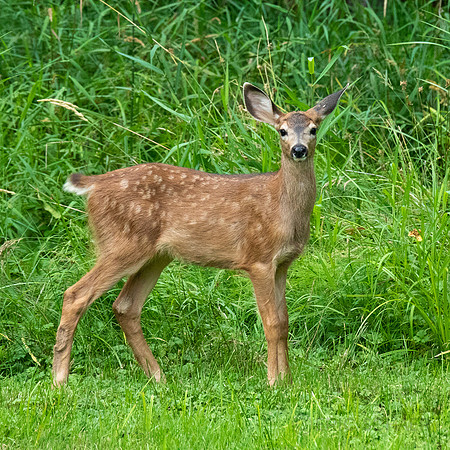 Washington- Mt Rainier Deer