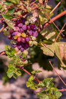2021, California, Central Coast, Closeup, Grapes, Manucci Winery, Paso Robles