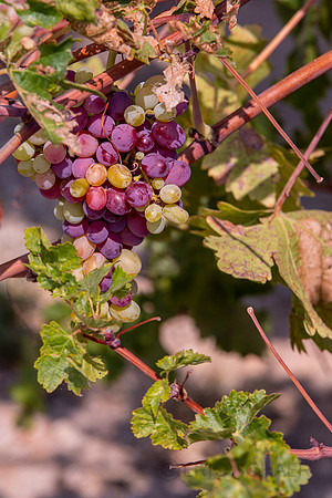 2021, California, Central Coast, Closeup, Grapes, Manucci Winery, Paso Robles