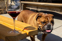 2021, Bently, California, Central Coast, Paso Robles, Whalebone Vineyard, Wine, Wine Glass