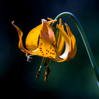Tiger Lily with Spider