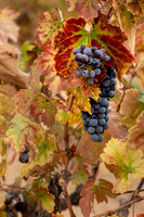 2021, Blue, California, Central Coast, Grape Vine, Grapes, Manucci Winery, Paso Robles, Wild Coyote Winery, Winery