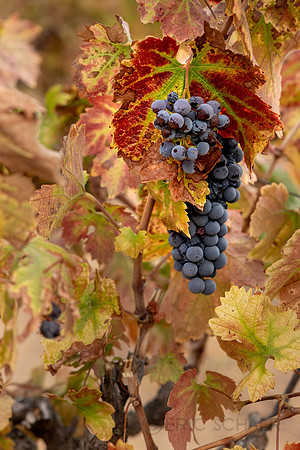 2021, Blue, California, Central Coast, Grape Vine, Grapes, Manucci Winery, Paso Robles, Wild Coyote Winery, Winery