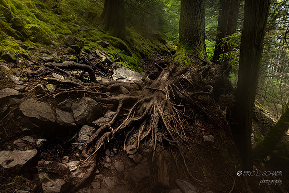 Forest Tree Roots