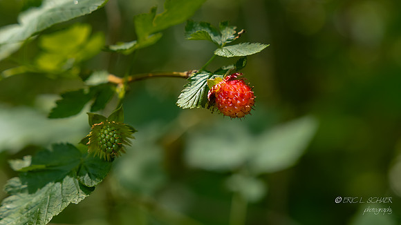 Salmonberry