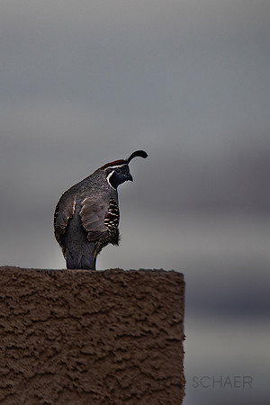 Nevada- Henderson Quail