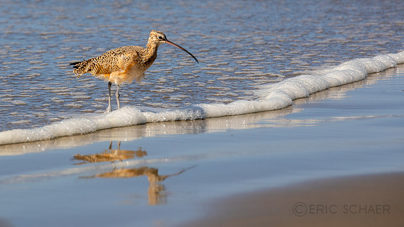 California- Morro Bay Whimbrel Sea Bird 3