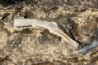 2021, California, Central Coast, Paso Robles, Whalebone Rock, Whalebone Vineyard