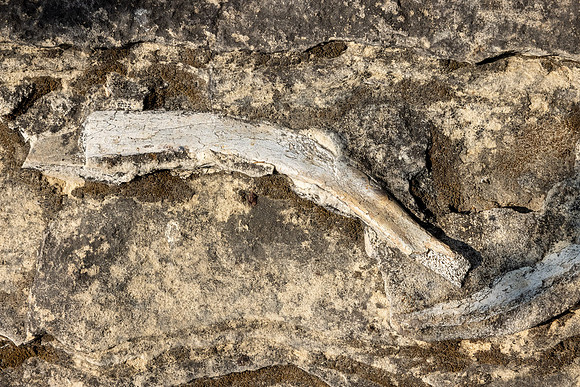 2021, California, Central Coast, Paso Robles, Whalebone Rock, Whalebone Vineyard