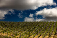 Manucci / Wild Coyote Winery
