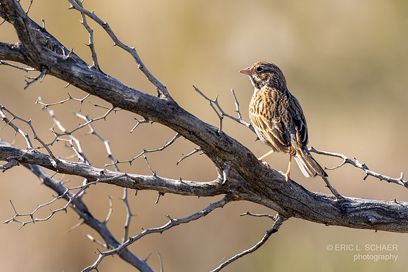 January: Vesper Sparrow: Big Morongo Canyon- Morongo Valley Calif.