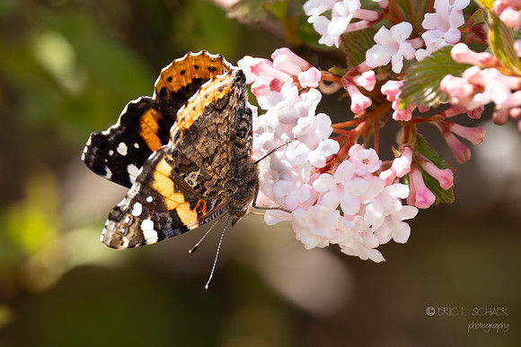 April: Butterfly: Chicago Illinois Botanic Garden