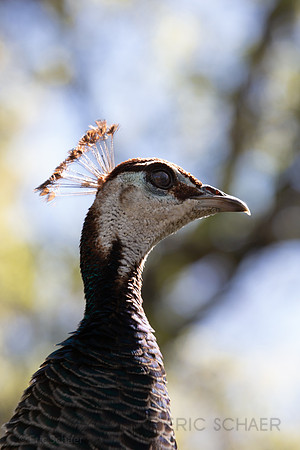 Folsom City Zoo Sanctuary, Calif., Peacock,
