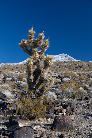 Black Mt. Trail NV, Desert, Joshua Tree, McCullough Mt.