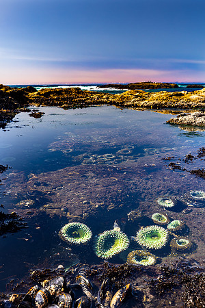 March: Strawberry Hill Oregon: Central Oregon Coast