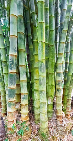 Bamboo, Road to Hana, Maui Hi