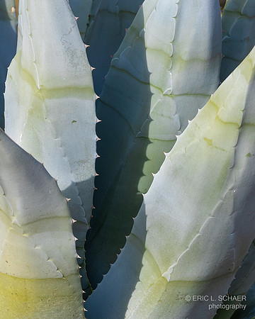 January: Agave Plant: Palm Desert Calif. - Randal Henderson Hike