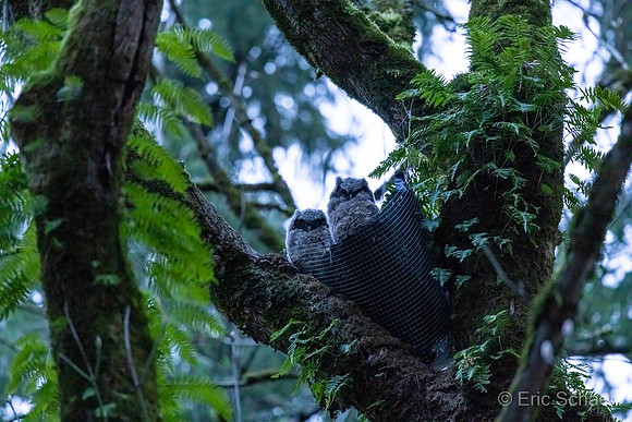 Baby Owls- Wilburton Park Bellevue WA.