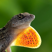 Dewlap extended on Brown Anole Lizzard: Kauai Hawaii