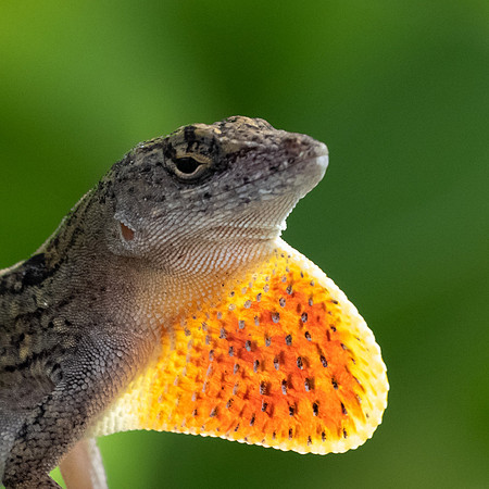 Dewlap extended on Brown Anole Lizzard: Kauai Hawaii