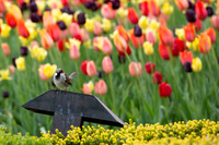 Bird, Tulips, Botanic Gardens Chicago IL