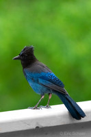 Steller Jay- Bellevue Wa