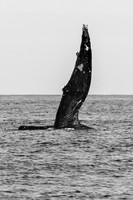 Auau Channel, Humpback Whale, Maui Hi