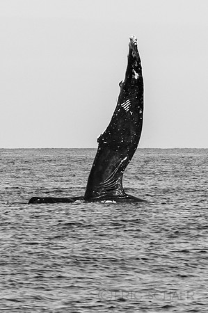 Auau Channel, Humpback Whale, Maui Hi