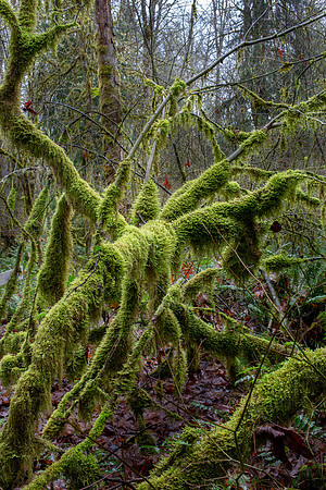 Rain forest moss, Duthie Mt Bike Park Issaquah WA