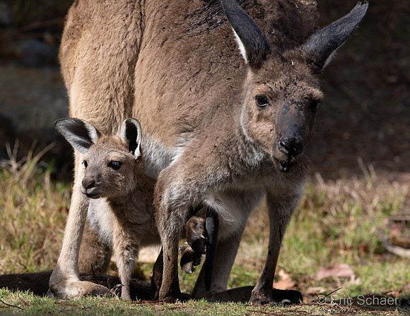 San Diego Zoo Safari Park-  Escondido California
