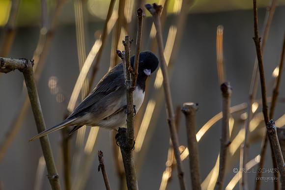 Dark-eyed Junco