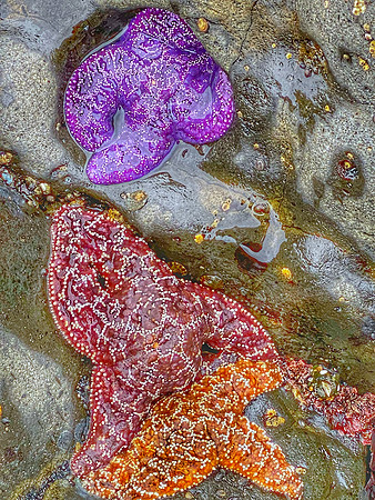 2020.06 Oregon Coast i-Phone Abstract
