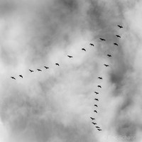 Birds in Flight