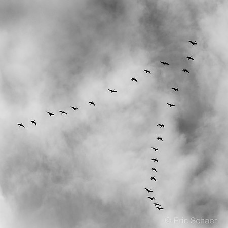 Birds in Flight