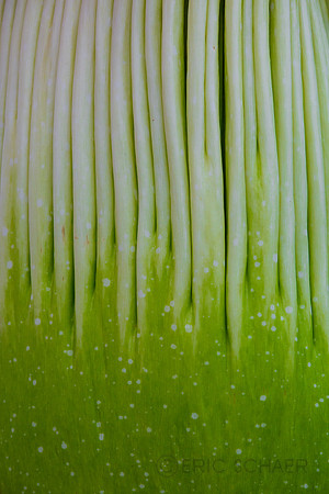 Corpse Flower, Botanic Gardens Chicago IL