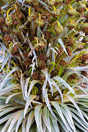 Haleakala Silversword Flower, Maui Hi