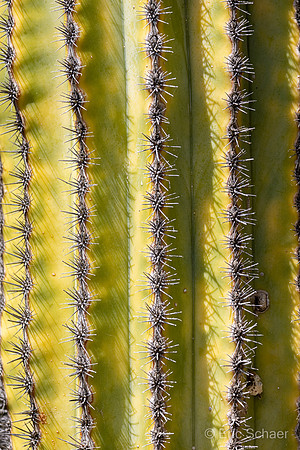 San Diego Zoo Safari Park-  Escondido California
