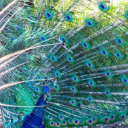 Folsom City Zoo Sanctuary, Calif, Peacock