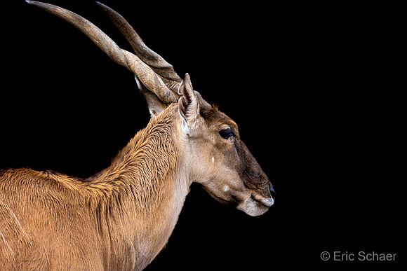 San Diego Zoo Safari Park-  Escondido California