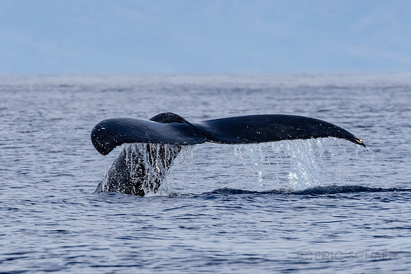 Auau Channel, Humpback Whale, Maui Hi